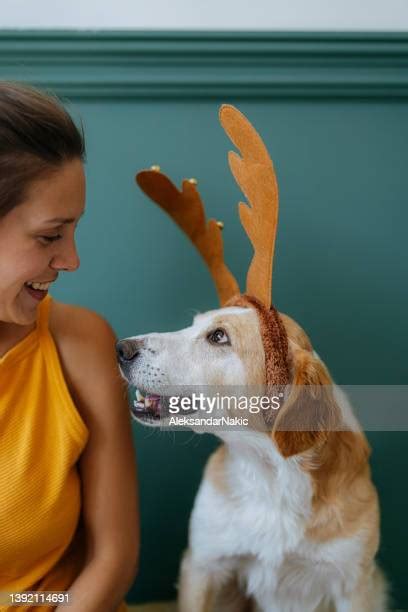 1,477 Female Reindeer Antlers Stock Photos, High-Res Pictures, and ...