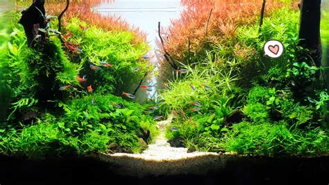 10 Ide Aquascape Sederhana Yang Cocok Untuk Pemula