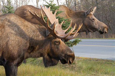 10 Moose Symbolism Facts And Meaning A Totem Spirit And Power Animal Hep6