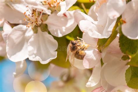 De Bij Van Insecten Verzamelt Nectar In Een Appelbloesem Stock