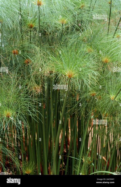 Cyperus Papyrus Cut Out Of Plant Stems And Hair Like Heads Stock Photo