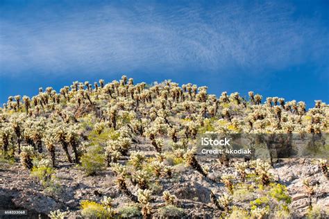 Golden Cholla Cactus Stock Photo Download Image Now Boulder City