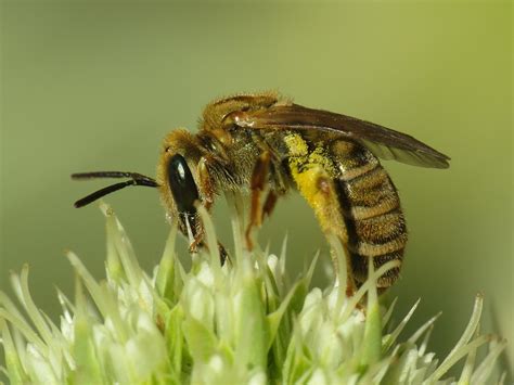 Halictus Seladonia Subauratus Halictidae Sweat Bees Flickr