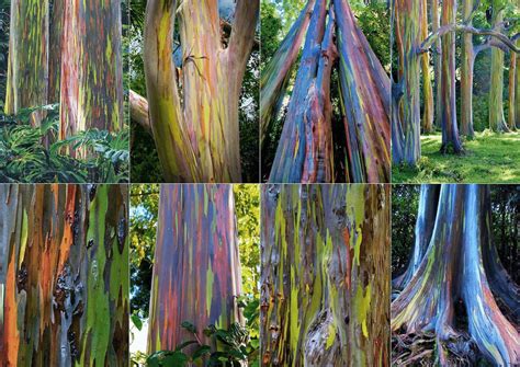 Rainbow Tree Building Inspired By Rainbow Eucalyptus Trees