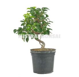 Prunus Mahaleb Zp B Prebonsa Ans Cerisier Mistral Bonsai