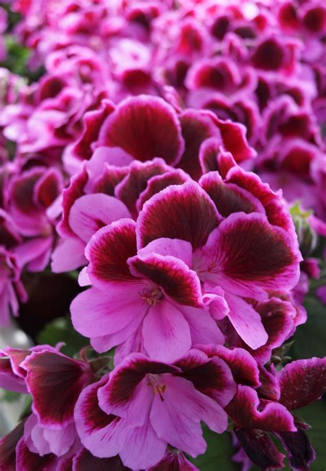 Pelargonium Grandiflorum Elegance Judith Engelsk Pelargonie