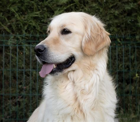 Ponsi Golden Retriever Centro Canino Valmajano