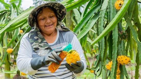 Cegratej Empresa De ProducciÓn Y ComercializaciÓn De Pitahaya Amarilla