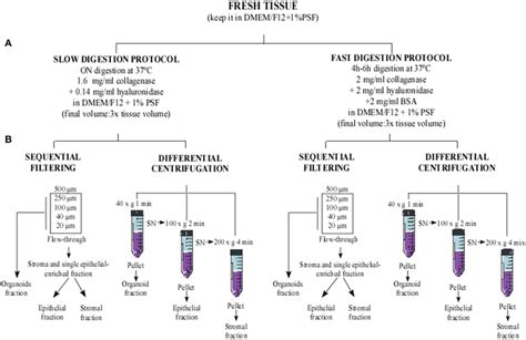 | Immunofluorescence images of 3D cultures by confocal microscopy for ...