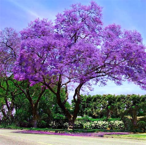BioParque – ESP | Jacarandá