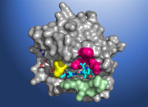 Unique Cancer Drug Begins Historical Clinical Trial Berkeley Lab News