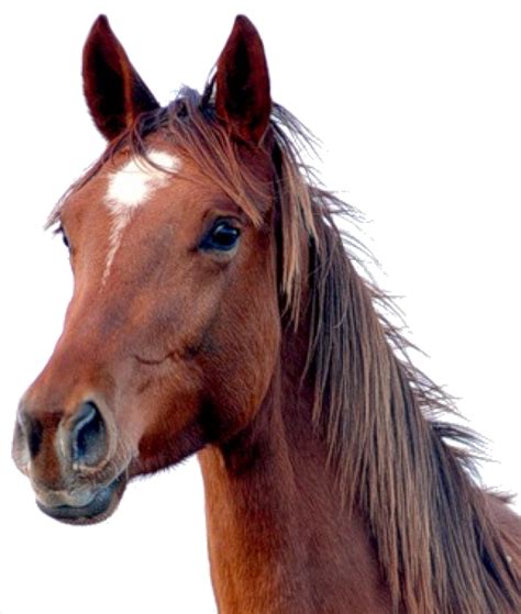 Horse Png Free Image Download 2 Png Images Download Horse Png Free