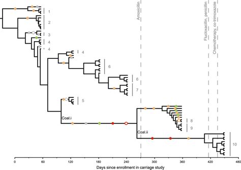 Bayesian Coalescent Tree The Maximum Clade Credibility Tree