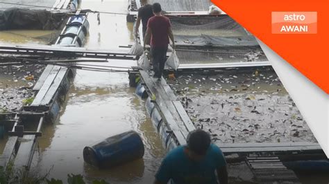 Persediaan Banjir Pengusaha Ikan Sangkar Buat Persediaan Awal Youtube