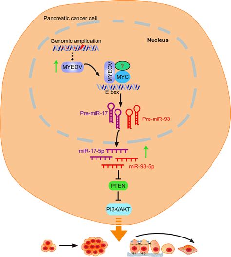 Proposed Model For MYEOV Role In PDAC Is Schematized MYEOV Can