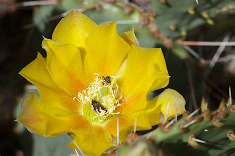 Images Gratuites La Nature Fleur Cactus La Photographie Feuille