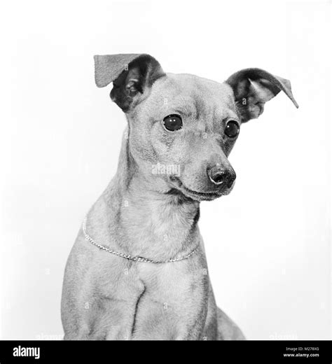 Miniature Pinscher Portrait Stock Photo Alamy