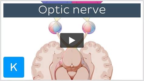 Optic chiasm: Anatomy and function | Kenhub