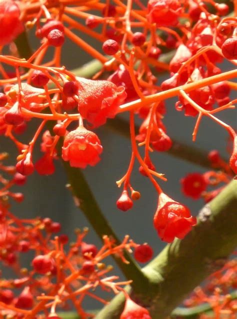 ÁRBOL DE FUEGO leyenda características cuidados usos y más