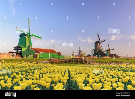 Netherlands windmill tulip hi-res stock photography and images - Alamy