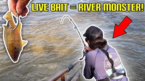 Catfishing With Big Live Bait For River Monsters Catch Clean Cook