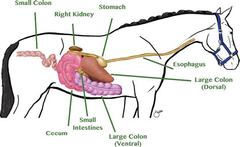 Figure 2 From Equine Colic Semantic Scholar