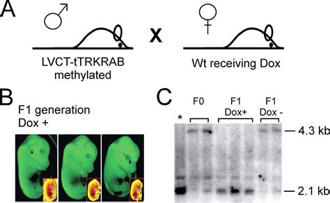 The Krüppel Associated Box Repressor Domain Can Trigger De Novo