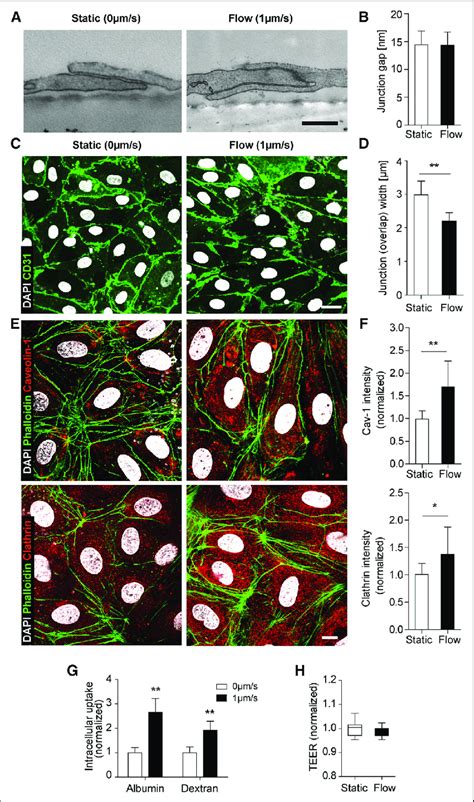 Transmural Flow Preconditioning Results In Increased Expression Of