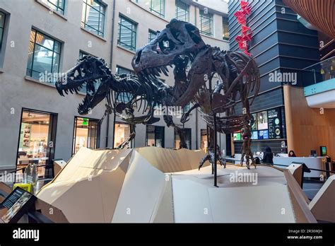 Tyrannosaurus Rex Dinosaur Skeletons Peter And Barbara On Display At