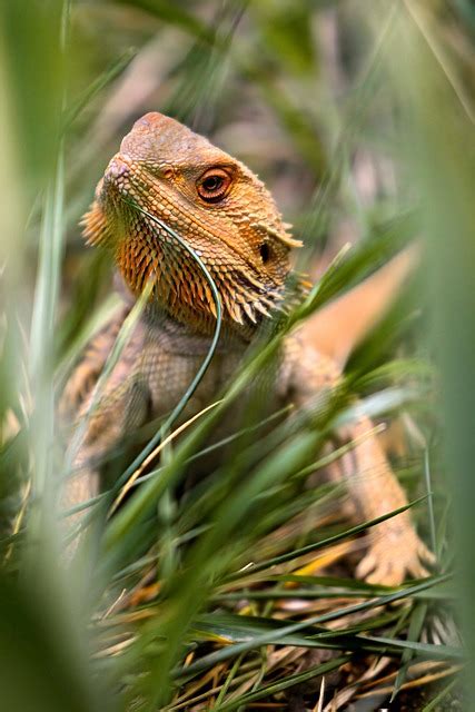 L Zard Reptile Iguane R Gion Photo Gratuite Sur Pixabay Pixabay