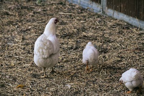 Salmonella Symptoms In Chickens Understanding Prevention