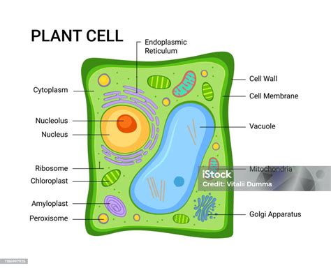 Vector Illustration Of The Plant Cell Anatomy Structure Infographic With Nucleus Mitochondria ...