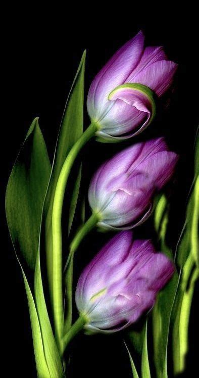 Pin By Ane Castro On Flowers Tulips Beautiful Flowers Pictures