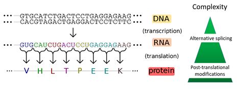 Slides Introduction To Proteomics Protein Identification