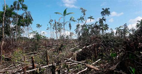 Talas de árboles en Caquetá y la Amazonía colombiana por culpa de la