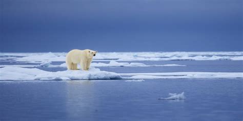 Greenland Polar Bears Live With Less Sea Ice: Climate Change