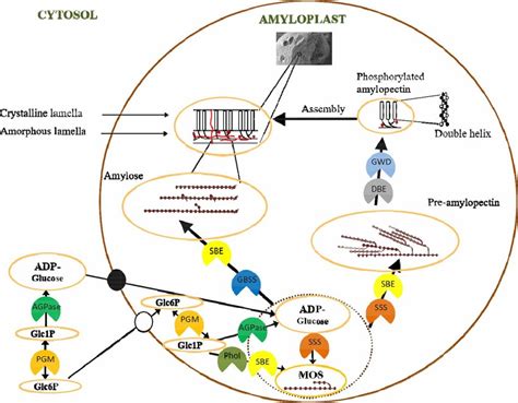 Schematic Outline Of Starch Biosynthesis In A Cereal Endosperm Cell