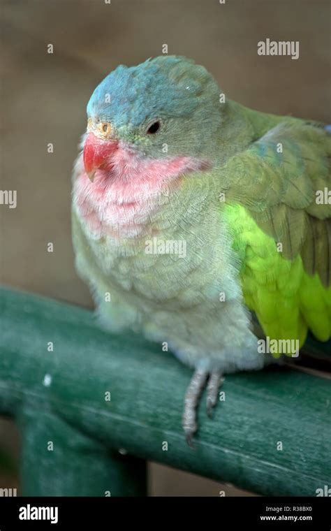 This Isa Close Up Of A Princess Alexandras Parrot Stock Photo Alamy
