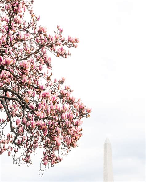 🌸Cherry Blossoms — washington dccitygirl