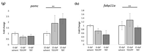 Ijms Free Full Text Altered Adipogenesis In Zebrafish Larvae