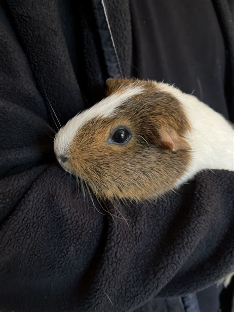 Guinea Pig For Sale In Bucks County 1 Petzlover