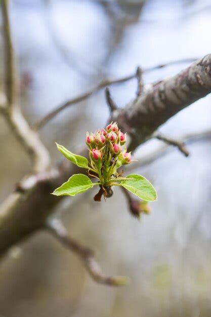 Premium Photo Close Up Of Apple Tree Flowering Plant