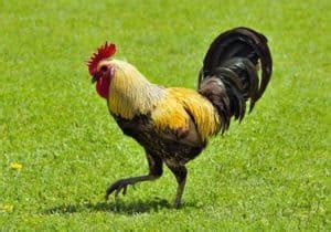 Rooster Symbolism: 18 Spiritual Meanings Of Rooster