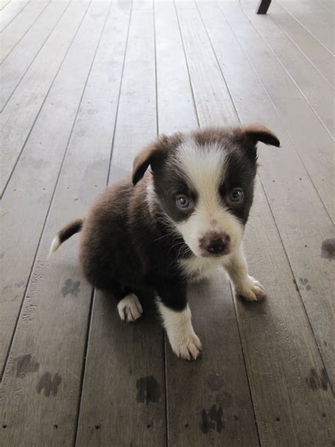 Gorgeous Chocolate Border Collie Pup Border Collie Puppies Puppies Pup