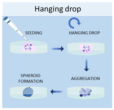 Ijms Free Full Text Three Dimensional Cell Cultures The Bridge