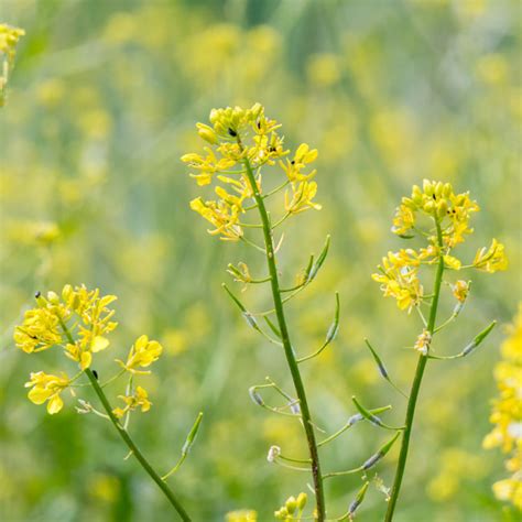 Rapeseed