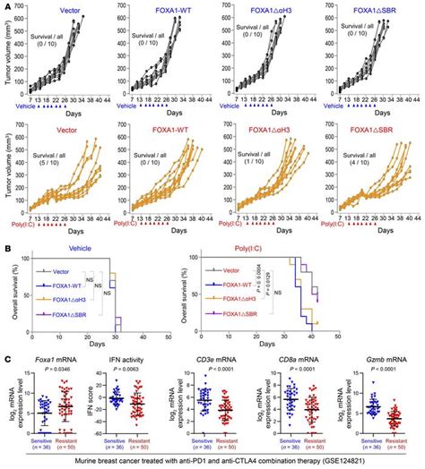 Jci Foxa Overexpression Suppresses Interferon Signaling And Immune