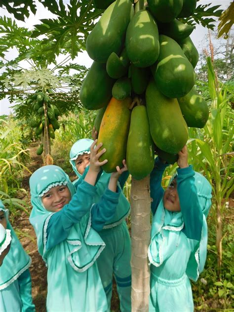 Gambar Pohon Pepaya Untuk Anak Tk Sinau