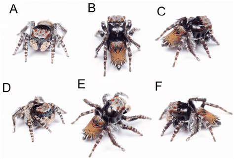 Expert names three new peacock spider species - Earth.com