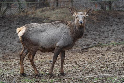 Altai Wapiti In Zoo 17685518 Stock Photo At Vecteezy